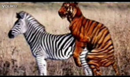 动物交配高清视频,高清视频揭示神秘交配瞬间